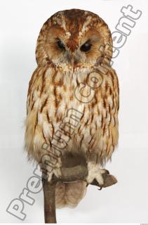 Tawny owl - Strix aluco 0001